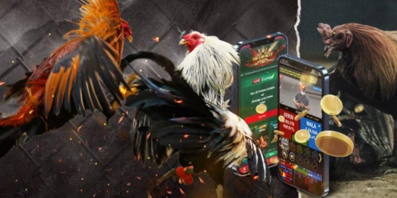 Các dòng gà đá tại Helo88