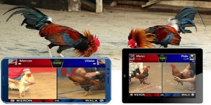 Ưu điểm của cá cược đá gà Helo88